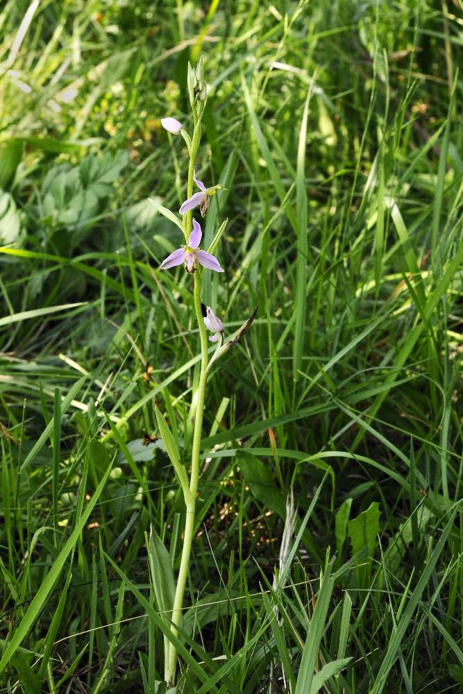 Ophrys apifera v. tilaventin